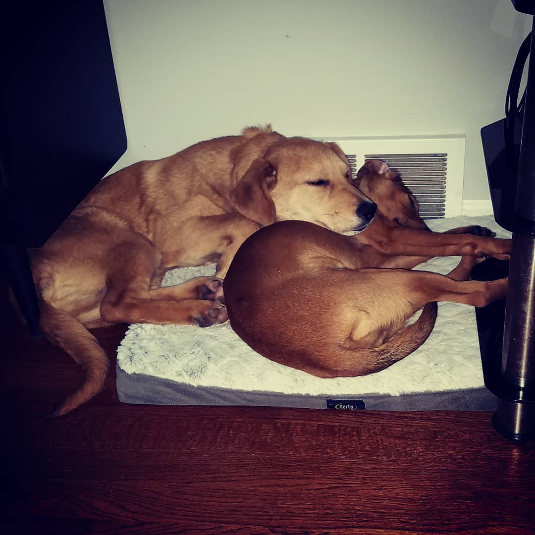 sleepingpups